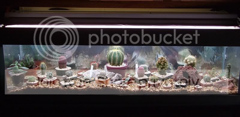 finishedcactuswinterchamber005.jpg