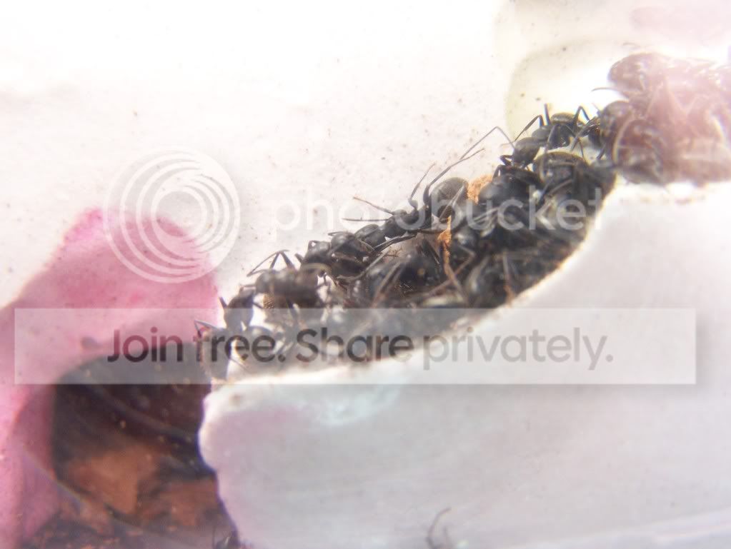 ants033.jpg