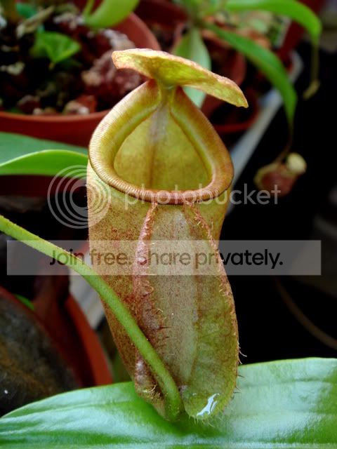 treubiana_pitcherL.jpg