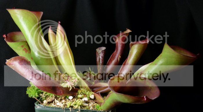 HfolliculataMurosipanplant121711RS.jpg