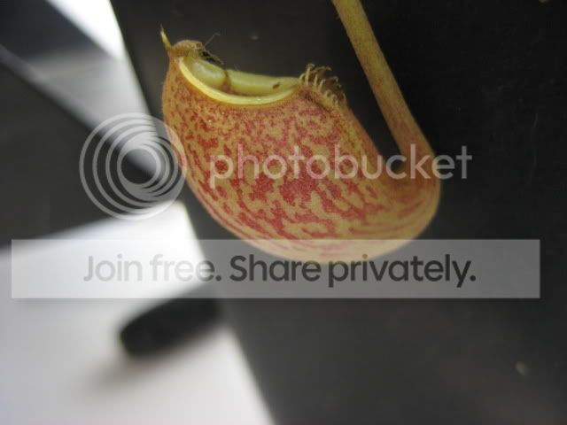 IMG_1125.jpg