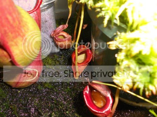 Njacq_9-13-11.jpg