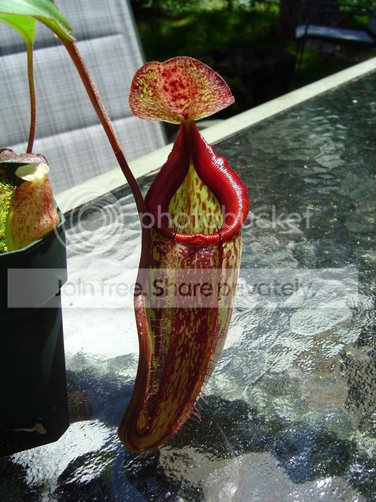 SpringCPs003.jpg