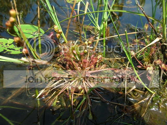 DSCN4724.jpg