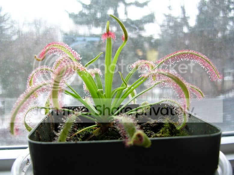 narrow_plant2.jpg