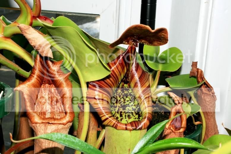 truncata-4.jpg
