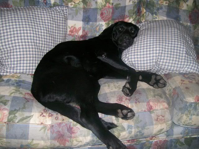 LazyBo.jpg