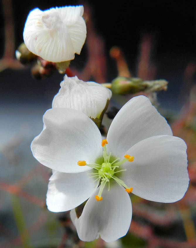 d-binata-dwarf-red-flower-8-31-15.jpg