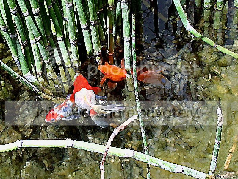 Pond1paint.jpg