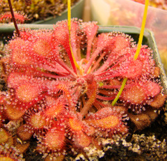 Drosera_collinsiae_faryland_thumb.JPG
