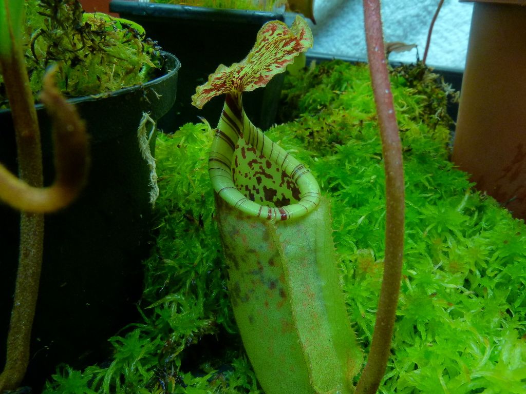 plants10032012064.jpg