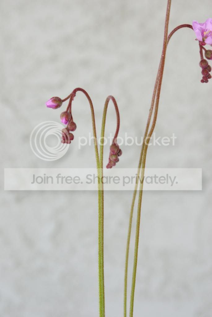 IMGP1115.jpg
