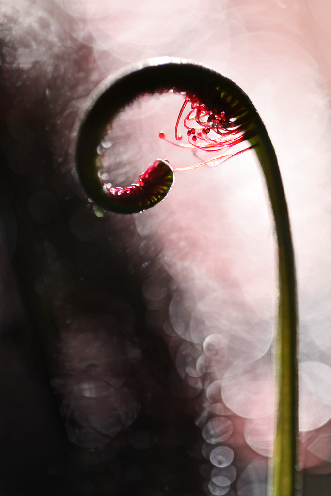 3818092192_59ab730fe7_o.jpg