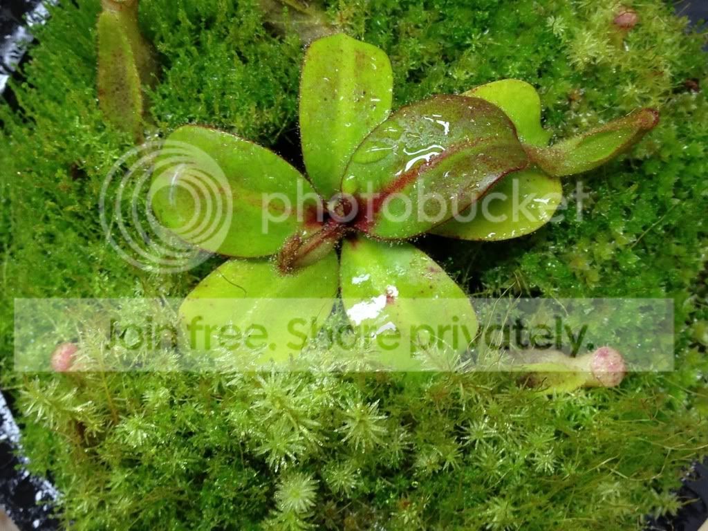 image_zpsbc526501.jpg