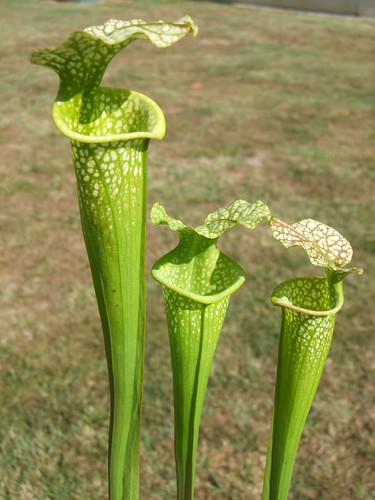 3915405980_f61408dbf9.jpg
