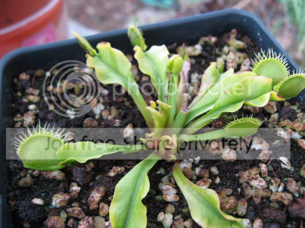 plantphotos009.jpg