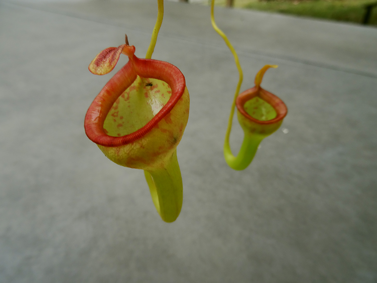 nepenthes-jamban.jpg