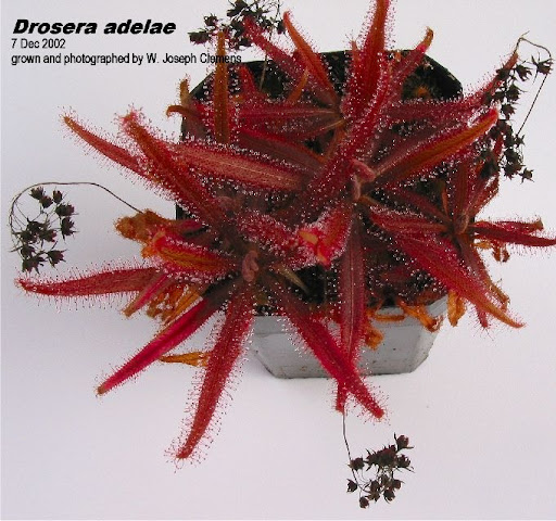D_adelae_003.jpg