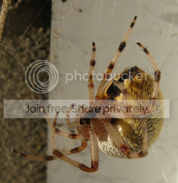 IMG_1013-dried-leaf-spider-Sept-8-2012.jpg