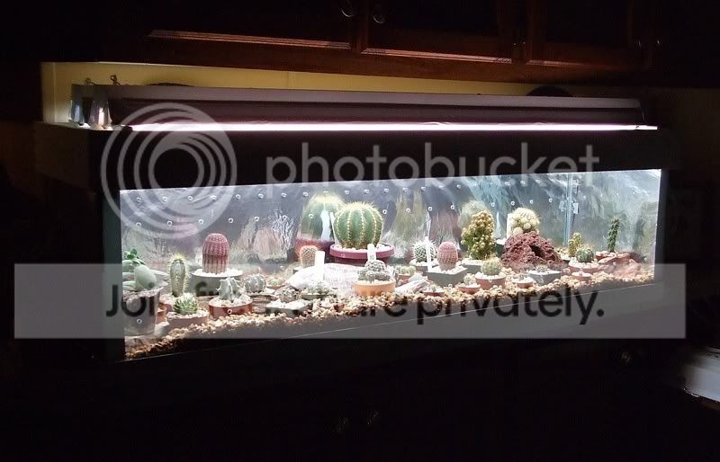 finishedcactuswinterchamber006.jpg