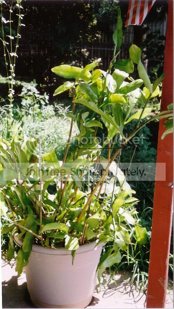 Epiphyllum0002.jpg