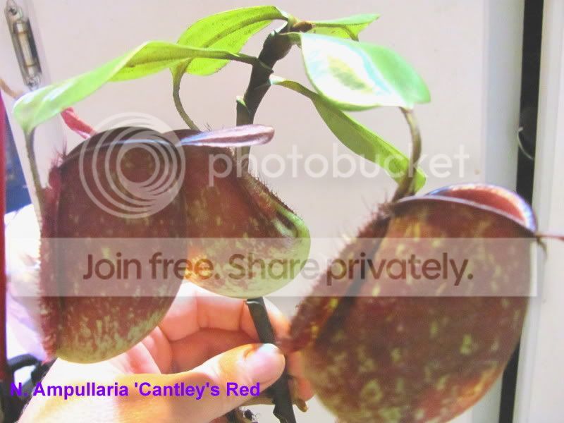 cantleysred.jpg