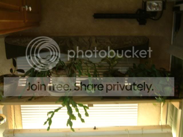 Moreplants024.jpg