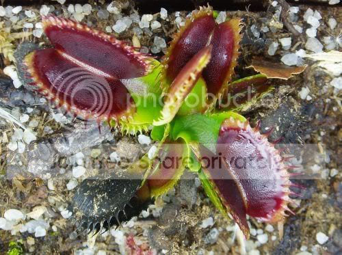 VFT-finetoothxredRS.jpg