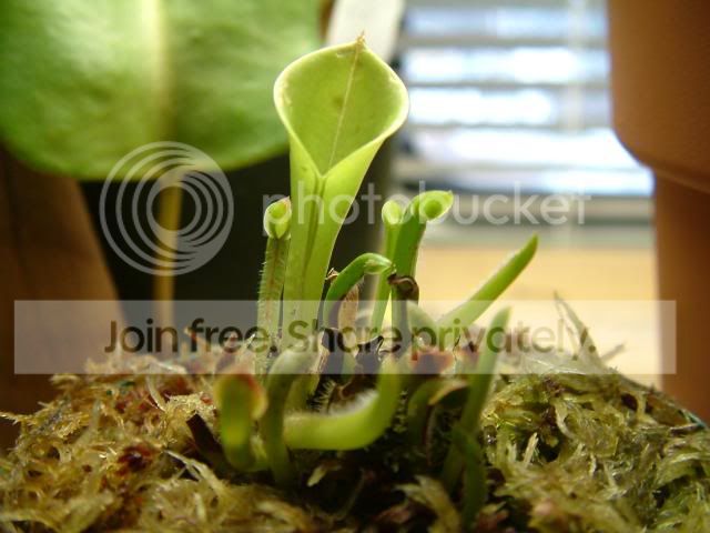 Heliamphora001.jpg