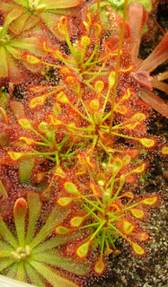 Madagascariensis-medium.JPG