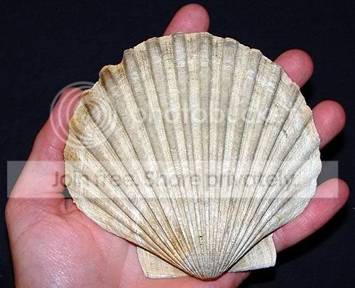 chesapecten.jpg