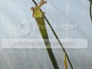 DSCN0313-2.jpg