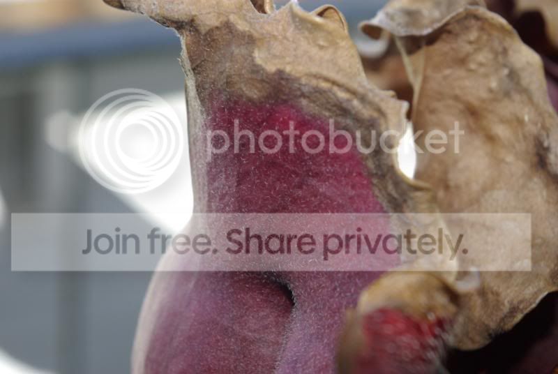 _IGP9441.jpg