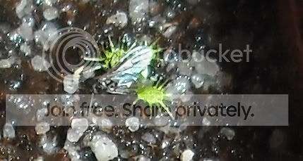 seedlingfly.jpg