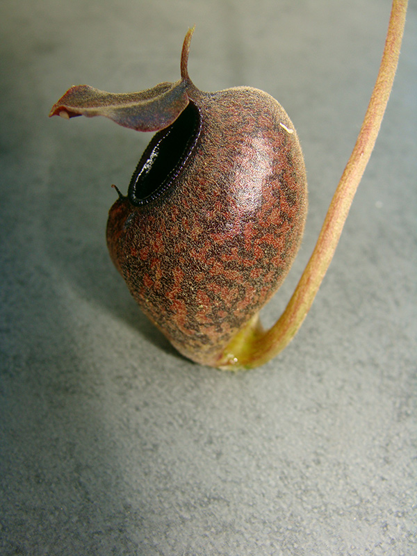 nepenthes-aristolochiodies-pitcher.jpg