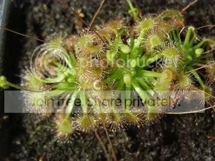 Dclosterostigma.jpg
