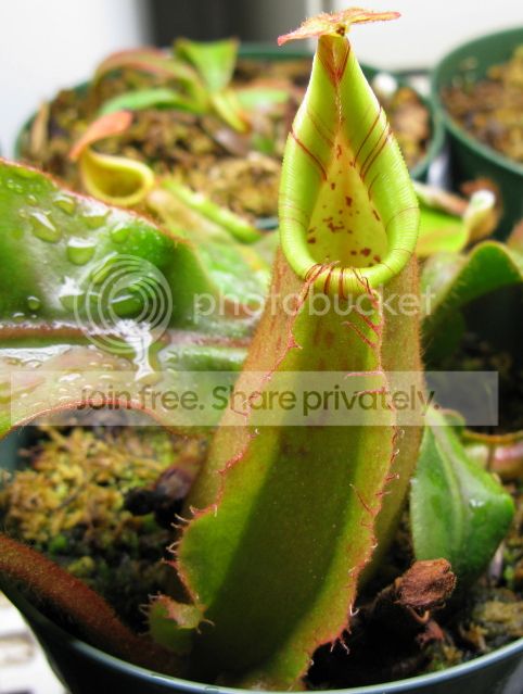 IMG_2759-N-veitchii-seedling-June-22-2012.jpg