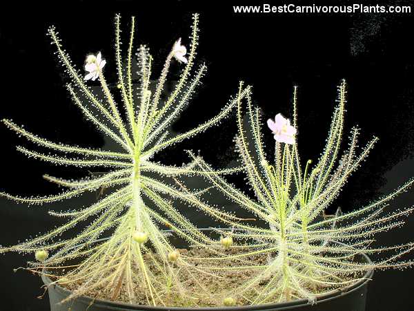 byblis_liniflora_Copyright_J_Flisek_01.jpg