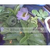 PINGUICULAPRIMULIFLORAFLOWER2.jpg