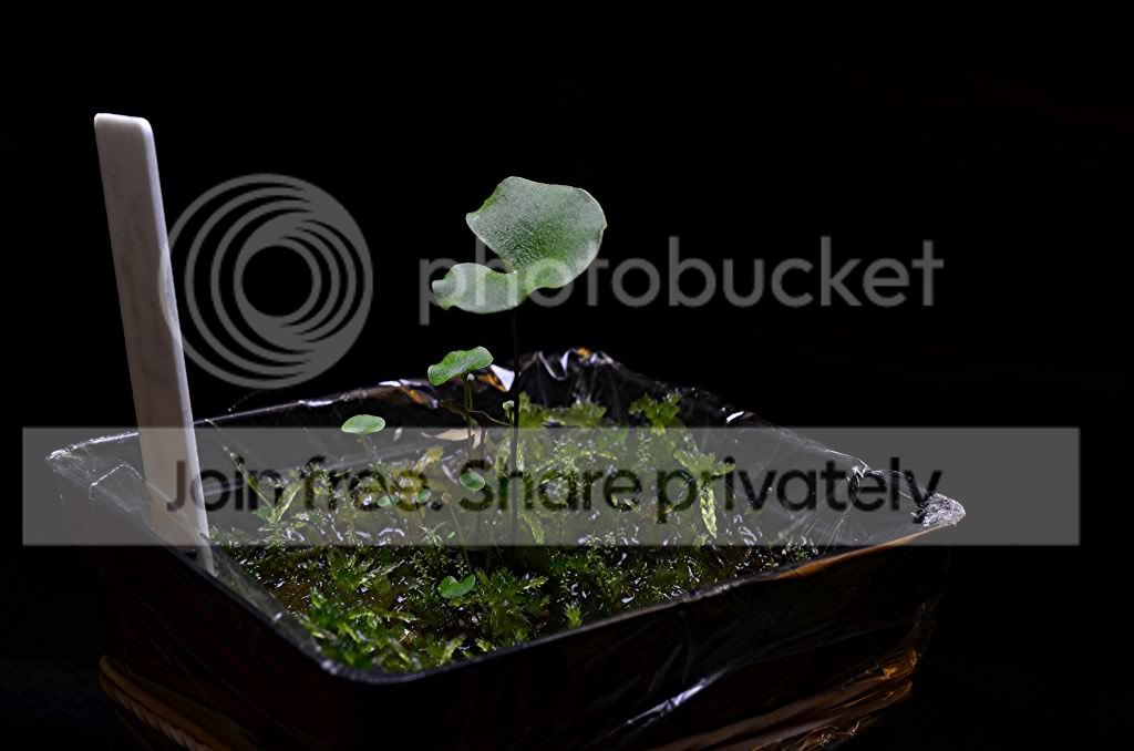 randomplantpics003.jpg