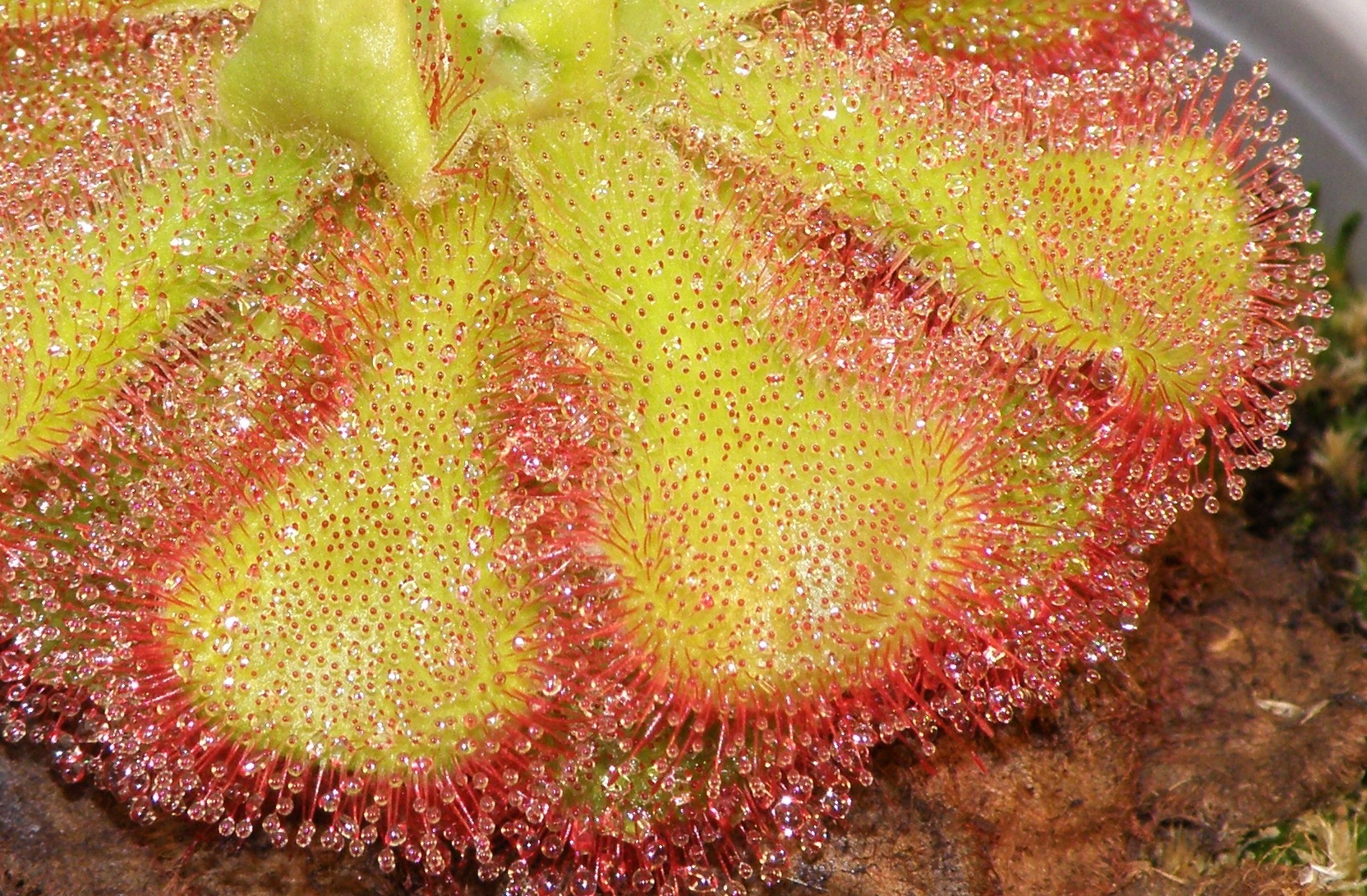 P1289134cz.jpg