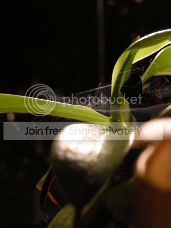 DSCN6518.jpg