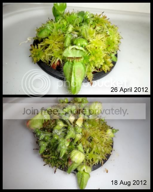 cephalotus_hydroponics_april_aug_2012.jpg