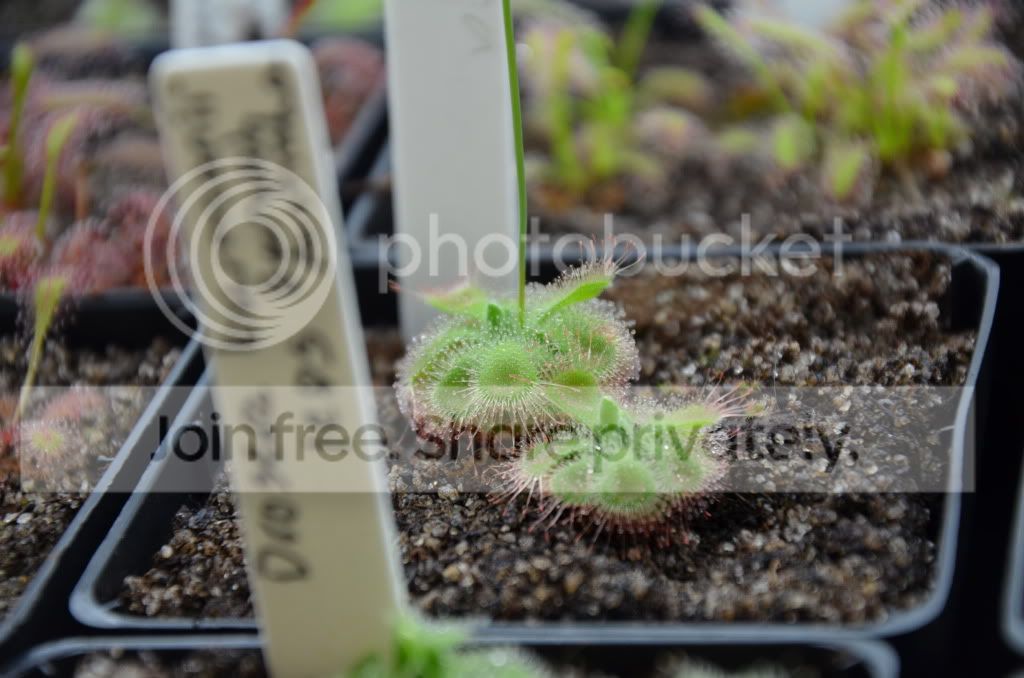 sundews012.jpg