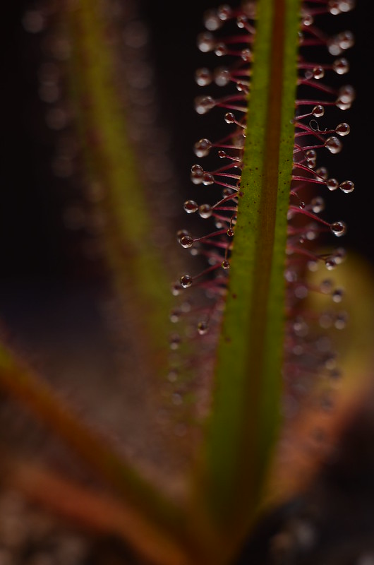 8129872741_3e691d7cc6_c.jpg
