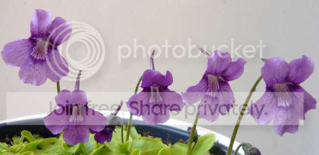 Pinguicula_grandiflora_2Clones.jpg