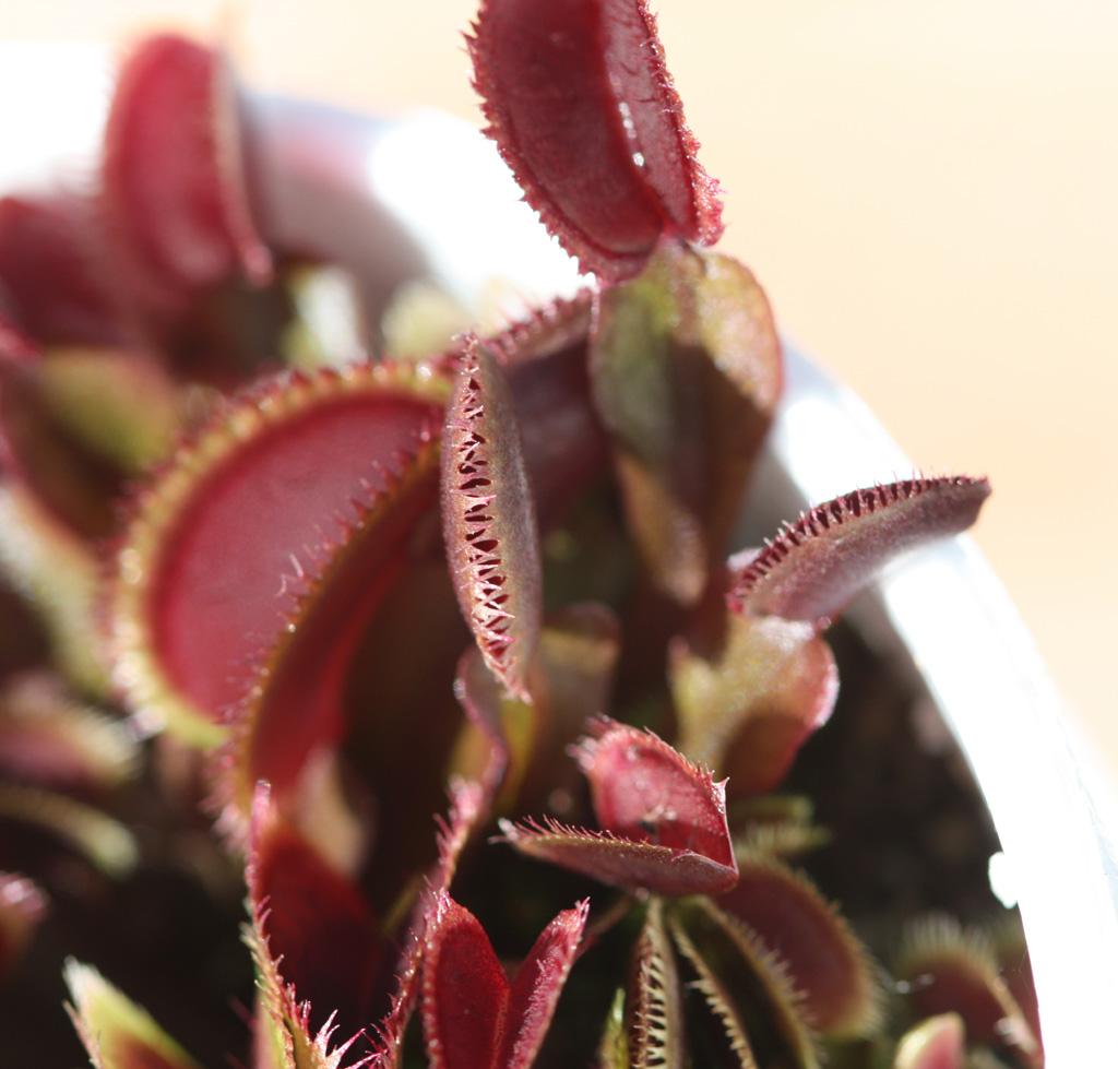 Red_Sawtooth2.jpg