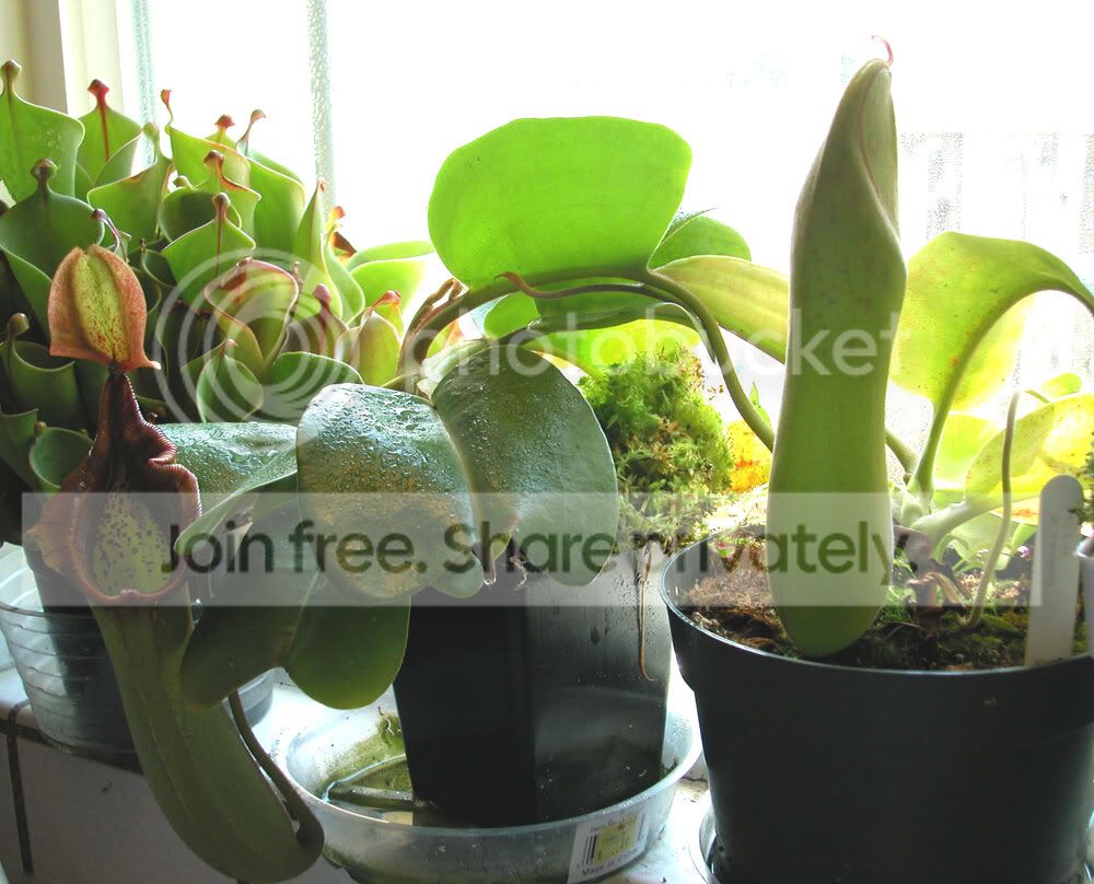 CREEPYPLANTS.jpg