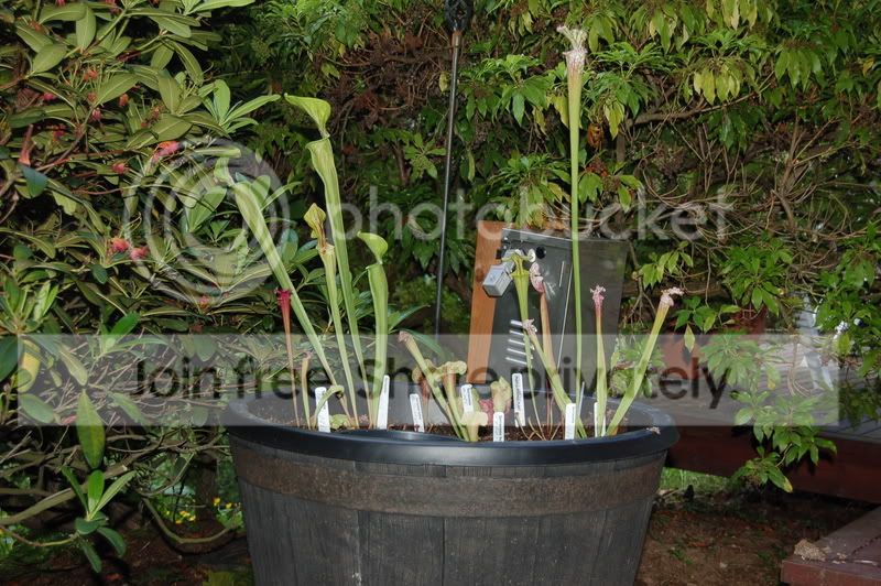 plantedbog008.jpg