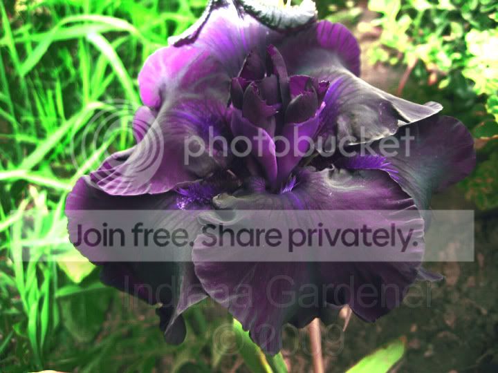 iris-flat-rate.jpg